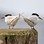 White-fronted Tern